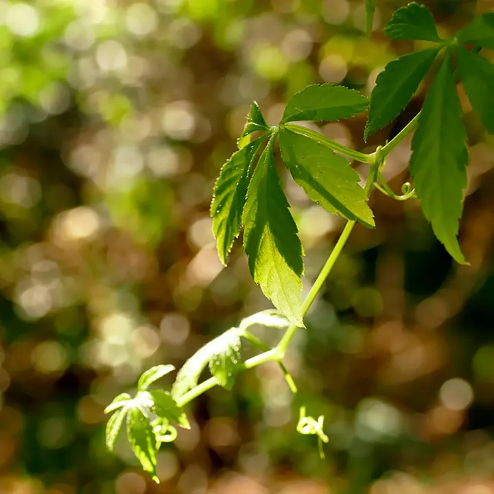 薬草