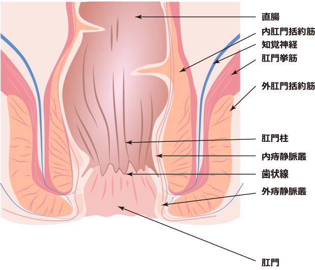 肛門構造図